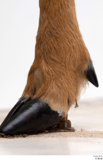 European roe deer foot hoof 0005.jpg